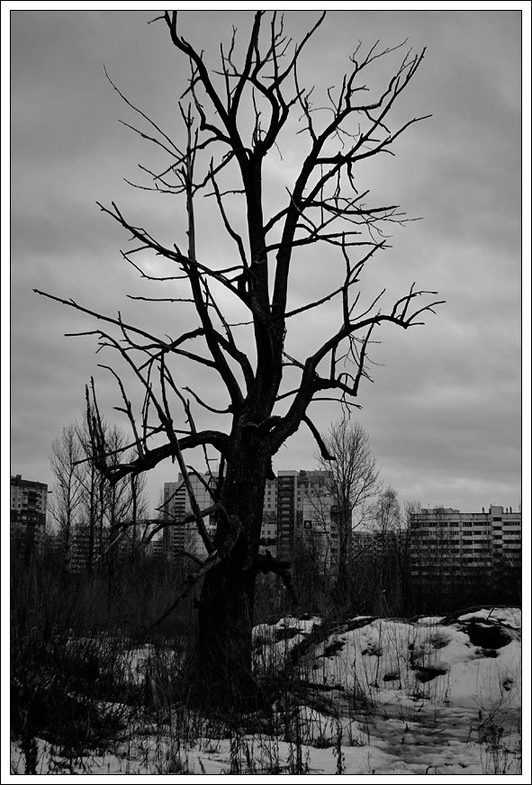 Коломяги